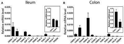 TREK-1 Channel Expression in Smooth Muscle as a Target for Regulating Murine Intestinal Contractility: Therapeutic Implications for Motility Disorders